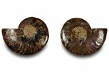 Cut & Polished, Agatized Ammonite Fossil - Madagascar #323350-1